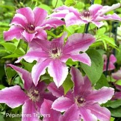ClÃ©matite - Clematis Carnaby
