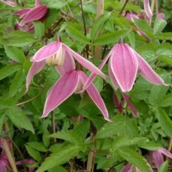 ClÃ©matite - Clematis Columella