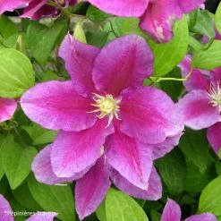 ClÃ©matite - Clematis Hania