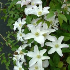 ClÃ©matite - Clematis Huldine
