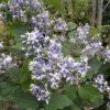 ClÃ©matite - Clematis I Am Stanislaus -Jardin De Fleurs Magasin Clematite Clematis I am Stanislaus IF 6813781 1
