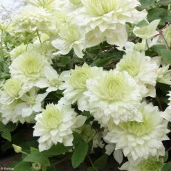 ClÃ©matite - Clematis Manju