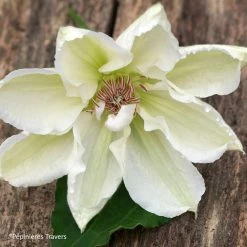 ClÃ©matite - Clematis Mrs. Georges Jackman