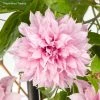 ClÃ©matite - Clematis Multi Pink -Jardin De Fleurs Magasin Clematite Clematis Multi Pink 889370 1