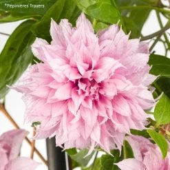 ClÃ©matite - Clematis Multi Pink