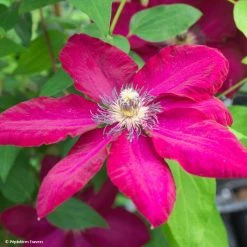 ClÃ©matite - Clematis Solidarnosc