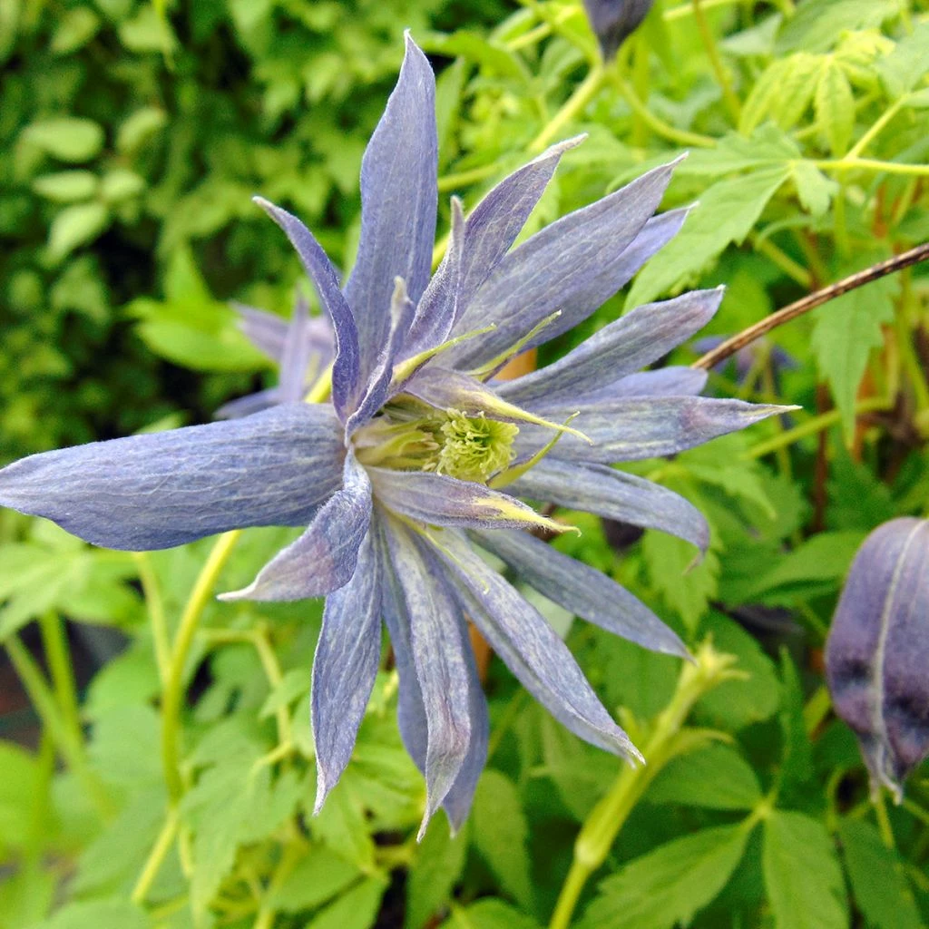 Clématite - Clematis Spiky 1 Clématite - Clematis Spiky