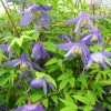 ClÃ©matite - Clematis Alpina -Jardin De Fleurs Magasin Clematite Clematis alpina 87828 1