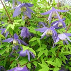 ClÃ©matite - Clematis Alpina