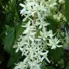 ClÃ©matite - Clematis Armandii Little White Charm -Jardin De Fleurs Magasin Clematite Clematis armandii Little White Charm IF 6813641 1