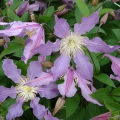ClÃ©matite - Clematis Diversifolia East River