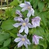 ClÃ©matite - Clematis Diversifolia River Star -Jardin De Fleurs Magasin Clematite Clematis diversifolia River Star IF 6814921 1