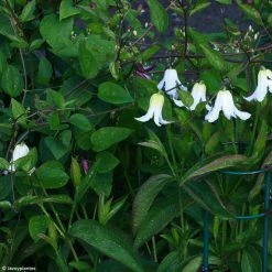 ClÃ©matite - Clematis Integrifolia Baby White