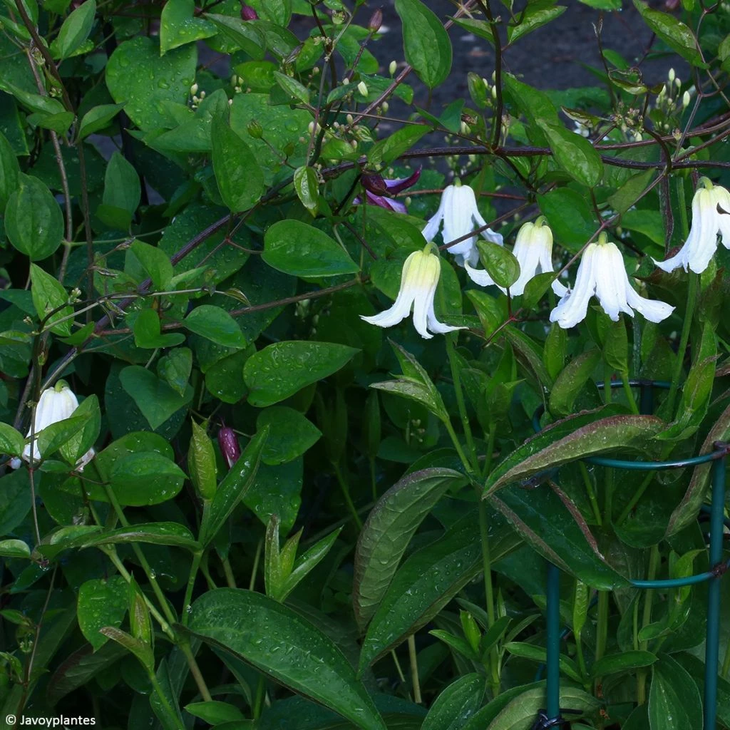 Clématite - Clematis Integrifolia Baby White 1 Clématite - Clematis Integrifolia Baby White