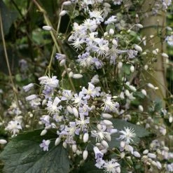 ClÃ©matite - Clematis Jouiniana Robert Brydon