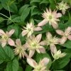 ClÃ©matite - Clematis Montana Marjorie -Jardin De Fleurs Magasin Clematite Clematis montana Marjorie IF 6814881 1