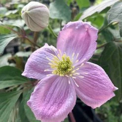 ClÃ©matite - Clematis Montana Sans Soucis