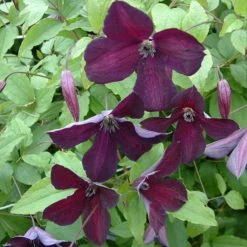ClÃ©matite - Clematis Viticella Black Prince