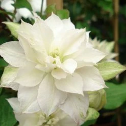 ClÃ©matite - Clematis Dancing DorienÂ® Zodado