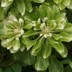 ClÃ©matite - Clematis Green Passion
