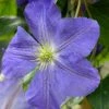 ClÃ©matite - Clematis Jenny -Jardin De Fleurs Magasin Clematite Jenny 81374 1