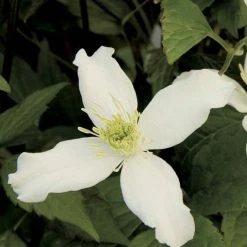 ClÃ©matite - Clematis Montana Wilsonii