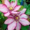 Clematite - Clematis Paradiso -Jardin De Fleurs Magasin Clematite Paradiso 83031 1