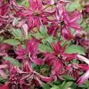 ClÃ©matite - Clematis Viticella Rosalyn -Jardin De Fleurs Magasin Clematite Rosalyn 81319 3