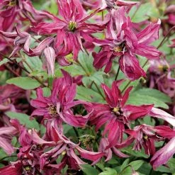 ClÃ©matite - Clematis Viticella Rosalyn