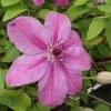 ClÃ©matite - Clematis SUCCESSÂ® Candy -Jardin De Fleurs Magasin Clematite Success Candy 681515 1