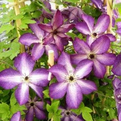 ClÃ©matite - Clematis Venosa Violacea