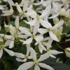 ClÃ©matite - Clematis Armandii Snowdrift -Jardin De Fleurs Magasin Clematite armandii Snowdrift 83607 1