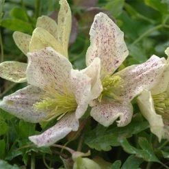 ClÃ©matite - Clematis Cirrhosa Winter Parasol