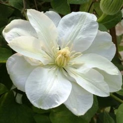 ClÃ©matite - Clematis Guernsey Cream