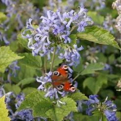 ClÃ©matite HerbacÃ©e - Clematis Heracleifolia