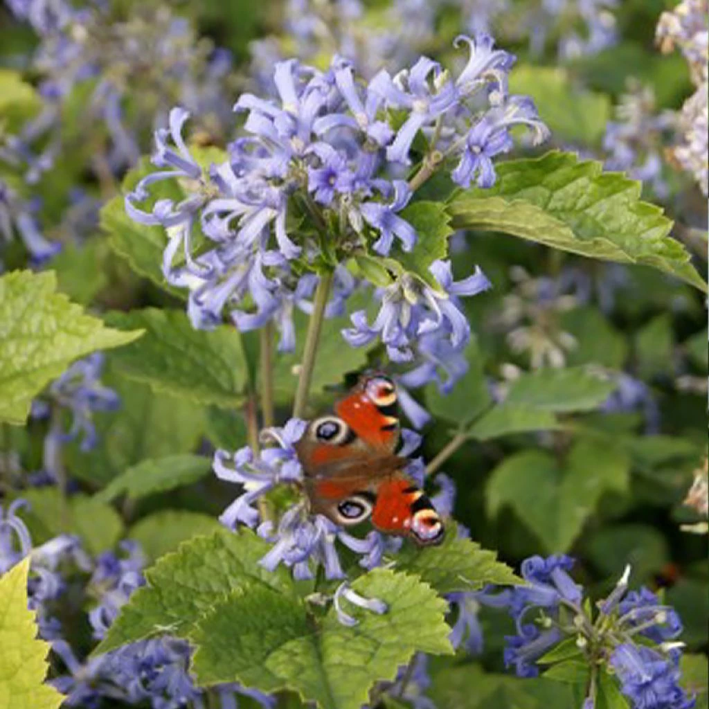 Clématite Herbacée - Clematis Heracleifolia 1 Clématite Herbacée - Clematis Heracleifolia