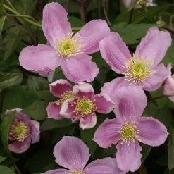 ClÃ©matite - Clematis Montana Tetrarose