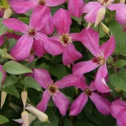 ClÃ©matite - Clematis Wonderful