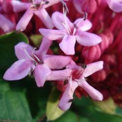 Clerodendrum Bungei - ClÃ©rodendron De Bunge