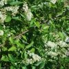 Clethra Alnifolia -Jardin De Fleurs Magasin Clethra alnifolia 781577 1