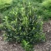 Clethra Alnifolia Sixteen Candles