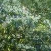 Clethra Barbinervis -Jardin De Fleurs Magasin Clethra barbinervis2 ld Clivid 781579 1