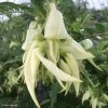 Clianthus Puniceus White Heron - Pince De Homard -Jardin De Fleurs Magasin Clianthus puniceus White Heron 85291 1