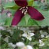 Collection 2 Trilliums -Jardin De Fleurs Magasin Collection 2 Trilliums 85662 1