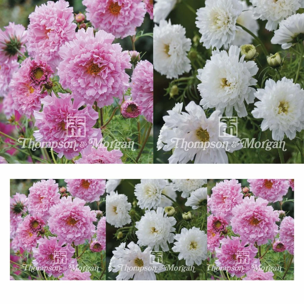 Collection Graines De 3 Cosmos Doubles 1 Collection Graines De 3 Cosmos Doubles