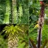 Collection 5 Eucomis 2 Collection 5 Eucomis -Jardin De Fleurs Magasin Collection 5 Eucomis 86085 1