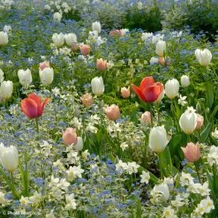 Collection Harmonie DÃ©licatesse