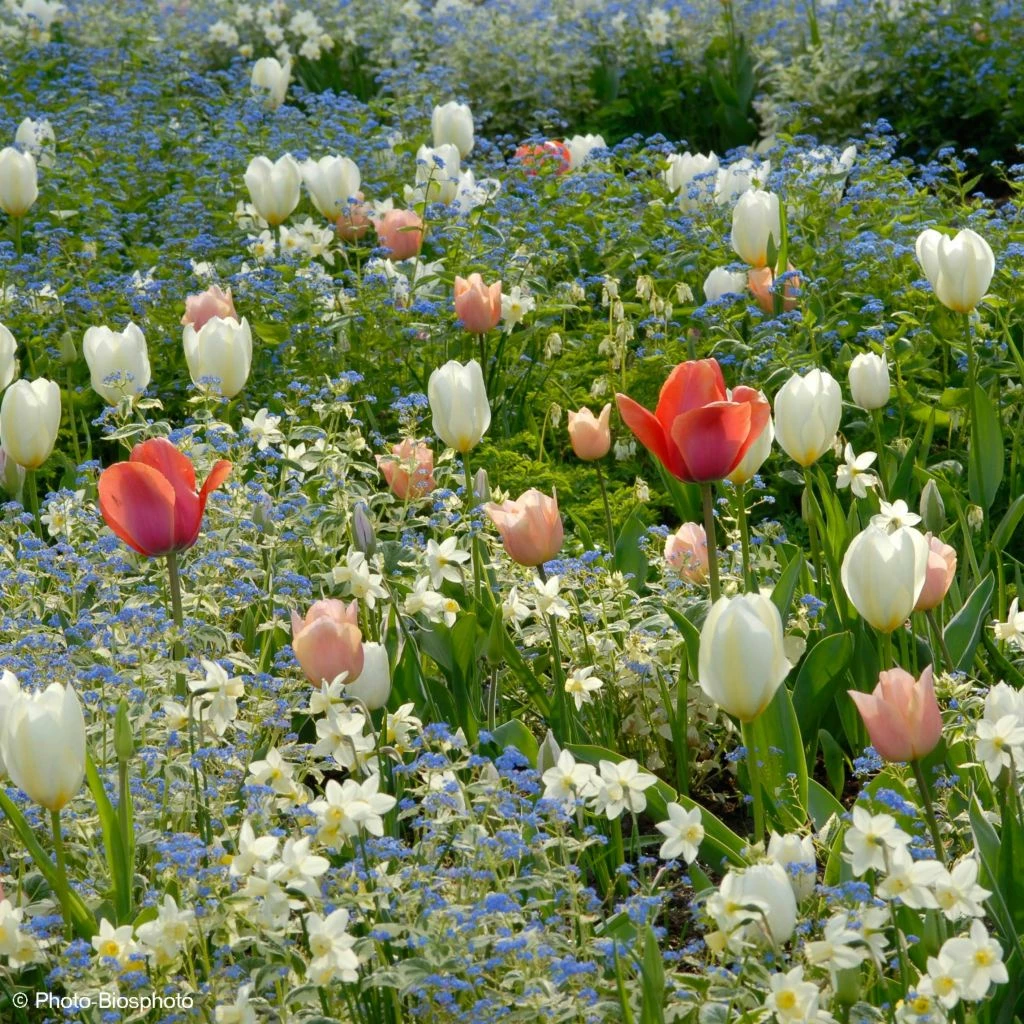 Collection Harmonie Délicatesse 1 Collection Harmonie Délicatesse