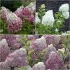 Collection Hortensias Paniculata -Jardin De Fleurs Magasin Collection Hortensias Paniculatas 67850 1