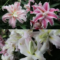 Collection Lis Doubles ParfumÃ©s